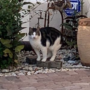 Meet your Posher, Sam